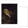 An Owl, 1780-90 by Moses Haughton
