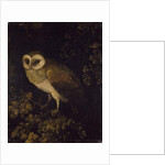 An Owl, 1780-90 by Moses Haughton