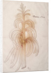 Plantain, c.1590 by John White