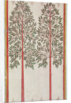 Trees by American School