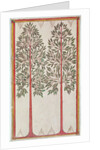Trees by American School