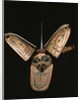 Kwakiutl transformation mask by American School