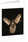 Kwakiutl transformation mask by American School