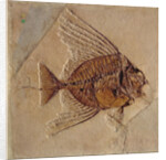 Fish by Prehistoric Prehistoric