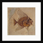 Fish by Prehistoric Prehistoric