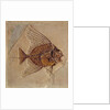 Fish by Prehistoric Prehistoric