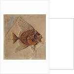 Fish by Prehistoric Prehistoric