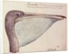 Pelican, c.1590 by John White