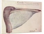 Pelican, c.1590 by John White