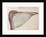 Pelican, c.1590 by John White