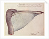 Pelican, c.1590 by John White