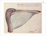 Pelican, c.1590 by John White