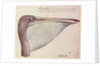 Pelican, c.1590 by John White