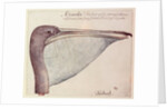 Pelican, c.1590 by John White