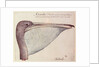 Pelican, c.1590 by John White