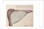 Pelican, c.1590 by John White