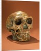 Peking Man's reconstructed skull, Cave Choukou'tien by School Chinese