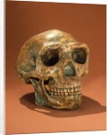 Peking Man's reconstructed skull, Cave Choukou'tien by School Chinese