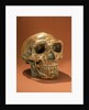 Peking Man's reconstructed skull, Cave Choukou'tien by School Chinese