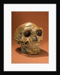 Peking Man's reconstructed skull, Cave Choukou'tien by School Chinese