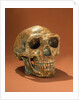 Peking Man's reconstructed skull, Cave Choukou'tien by School Chinese