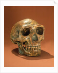 Peking Man's reconstructed skull, Cave Choukou'tien by School Chinese