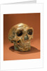 Peking Man's reconstructed skull, Cave Choukou'tien by School Chinese