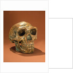 Peking Man's reconstructed skull, Cave Choukou'tien by School Chinese
