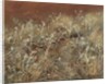 Thistles, 1885-89 by John Singer Sargent