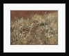 Thistles, 1885-89 by John Singer Sargent