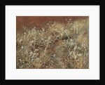 Thistles, 1885-89 by John Singer Sargent