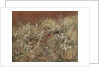 Thistles, 1885-89 by John Singer Sargent