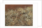 Thistles, 1885-89 by John Singer Sargent
