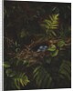 Bird's Nest and Ferns, 1863 by Fidelia Bridges