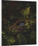 Bird's Nest and Ferns, 1863 by Fidelia Bridges