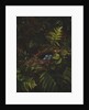 Bird's Nest and Ferns, 1863 by Fidelia Bridges