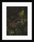 Bird's Nest and Ferns, 1863 by Fidelia Bridges