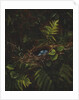 Bird's Nest and Ferns, 1863 by Fidelia Bridges