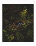 Bird's Nest and Ferns, 1863 by Fidelia Bridges