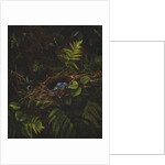 Bird's Nest and Ferns, 1863 by Fidelia Bridges