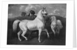 Arabian Horses, 19th century by Eugene Fromentin
