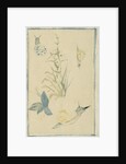 Sketches of snails, flowering plant, c.1880 by Edouard Manet