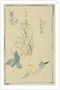 Sketches of snails, flowering plant, c.1880 by Edouard Manet