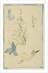 Sketches of snails, flowering plant, c.1880 by Edouard Manet