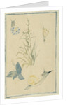 Sketches of snails, flowering plant, c.1880 by Edouard Manet