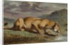 Wounded Lioness, 184050 by Pierre Andrieu