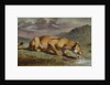 Wounded Lioness, 184050 by Pierre Andrieu