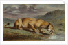 Wounded Lioness, 184050 by Pierre Andrieu
