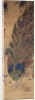 Peacock and bamboo by Japanese School