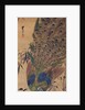 Peacock and bamboo by Japanese School